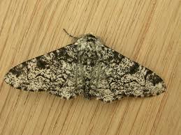 Attēlu rezultāti vaicājumam “Biston betularia”