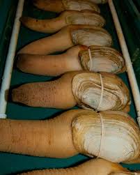 Image result for geoduck