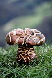 Attēlu rezultāti vaicājumam “fungi”