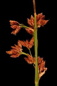 Attēlu rezultāti vaicājumam “Schoenoplectus lacustris subsp. lacustris”