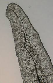 Attēlu rezultāti vaicājumam “Stemonitopsis hyperopta”