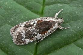 Attēlu rezultāti vaicājumam “Agonopterix hypericella”