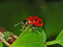 Attēlu rezultāti vaicājumam “Gonioctena”