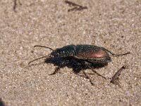 Attēlu rezultāti vaicājumam “Poecilus versicolor”