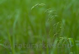 Attēlu rezultāti vaicājumam “Glyceria lithuanica”