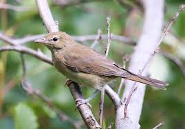 Attēlu rezultāti vaicājumam “Sylvia borin”