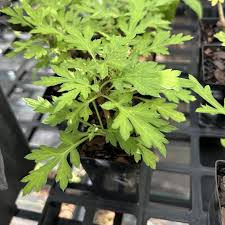 Attēlu rezultāti vaicājumam “Artemisia vulgaris leaf”