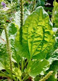 Attēlu rezultāti vaicājumam “Plantago major leaf”