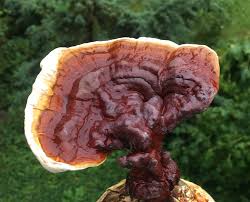Attēlu rezultāti vaicājumam “Ganoderma lucidum”