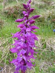 Attēlu rezultāti vaicājumam “Orchis mascula”