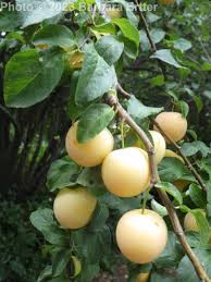 Attēlu rezultāti vaicājumam “Prunus cerasifera fruit”