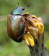 Attēlu rezultāti vaicājumam “Anomala dubia”