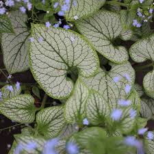 Image result for Brunnera `Jack Frost`