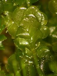 Attēlu rezultāti vaicājumam “Scapania”