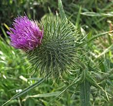Attēlu rezultāti vaicājumam “Cirsium vulgare”