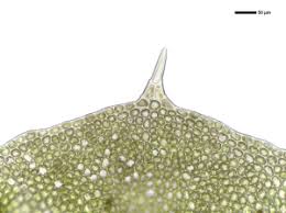 Attēlu rezultāti vaicājumam “Barbilophozia lycopodioides macro”