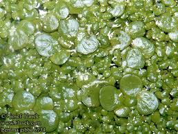 Attēlu rezultāti vaicājumam “Lemna gibba”