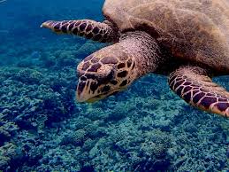 Image result for Eretmochelys imbricata