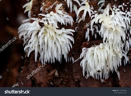 Attēlu rezultāti vaicājumam “Mucronella bresadolae”