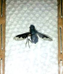 Attēlu rezultāti vaicājumam “Bombyliidae”