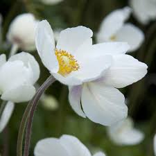Attēlu rezultāti vaicājumam “Anemone sylvestris fruit”