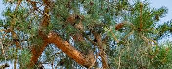 Attēlu rezultāti vaicājumam “Pinus sylvestris var. borussica”