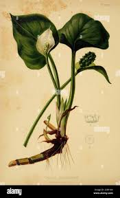 Attēlu rezultāti vaicājumam “Calla palustris leaf”