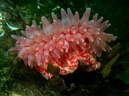 Image result for Anemonenarten