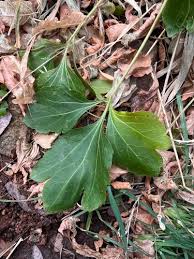 Attēlu rezultāti vaicājumam “Reticularia lobata young”