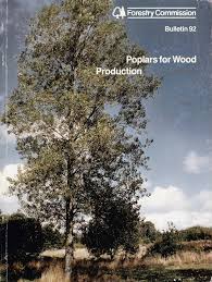 Attēlu rezultāti vaicājumam “Populus x petrowskyana”