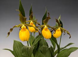 Attēlu rezultāti vaicājumam “Cypripedium calceolus leaf”
