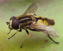 Attēlu rezultāti vaicājumam “Helophilus hybridus male”