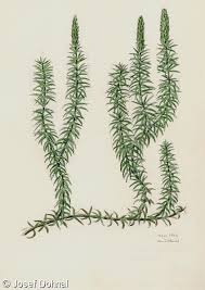 Attēlu rezultāti vaicājumam “Lycopodium annotinum”