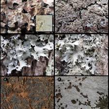 Attēlu rezultāti vaicājumam “Sclerophora coniophaea”