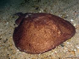 Image result for Torpedo marmorata