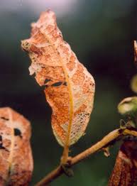 Attēlu rezultāti vaicājumam “Lochmaea caprea”