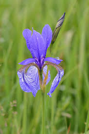 Attēlu rezultāti vaicājumam “Iris sibirica leaf”