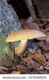 Attēlu rezultāti vaicājumam “Tricholomopsis decora”