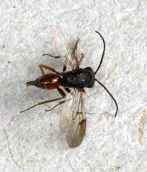 Attēlu rezultāti vaicājumam “Diplolepis rosae”