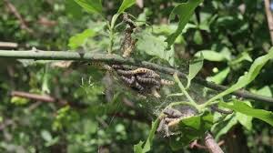Attēlu rezultāti vaicājumam “Yponomeuta malinellus / cagnagella imago”