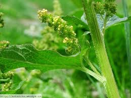 Attēlu rezultāti vaicājumam “Chenopodium bonus-henricus leaf”