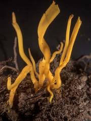 Attēlu rezultāti vaicājumam “Lycogala asperum young”