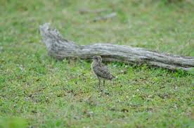 Image result for Glareola maldivarum