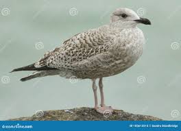 Attēlu rezultāti vaicājumam “Larus argentatus”
