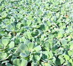 Attēlu rezultāti vaicājumam “Pistia stratiotes leaf”