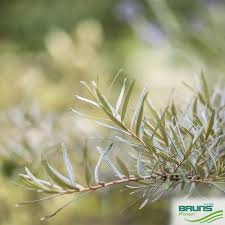 Attēlu rezultāti vaicājumam “Hippophae rhamnoides leaf”