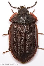 Attēlu rezultāti vaicājumam “Peltis grossa”