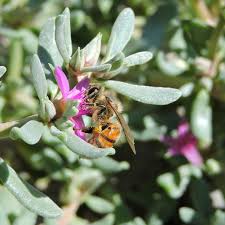 Attēlu rezultāti vaicājumam “Lycogala persicum sessile”