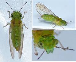 Attēlu rezultāti vaicājumam “Sternorrhyncha”