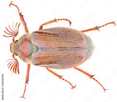 Attēlu rezultāti vaicājumam “Melolontha hippocastani”